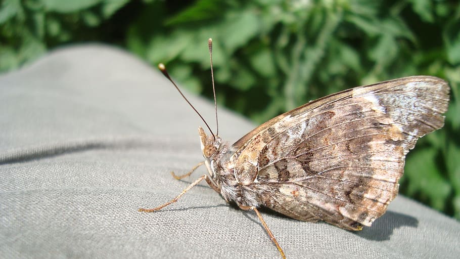 butterfly, insect, brown, invertebrate, one animal, animal wildlife HD wallpaper