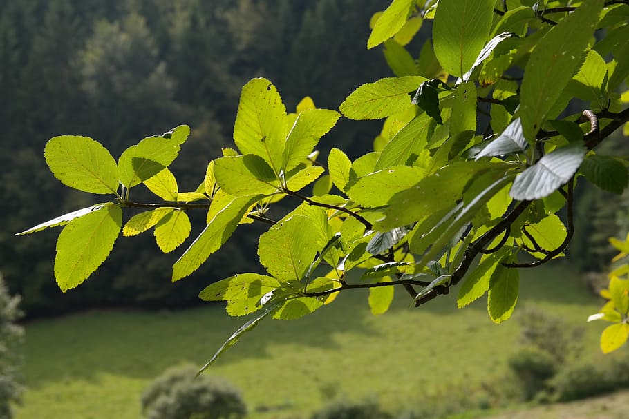 Leaves, Foliage, Tree, green, real whitebeam, sorbus aria, he flour berry HD wallpaper