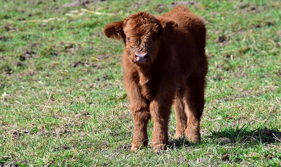 HD wallpaper: calf, brown, small, young animal, boy, galloway, highland ...