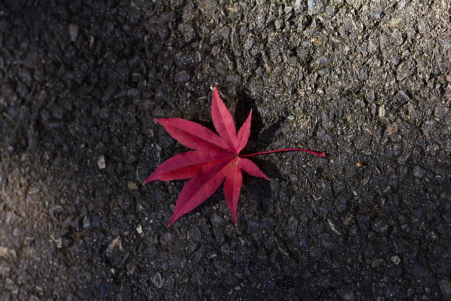 maple, leaf, red, autumn, nature, fall, foliage, autumnal, natural HD wallpaper