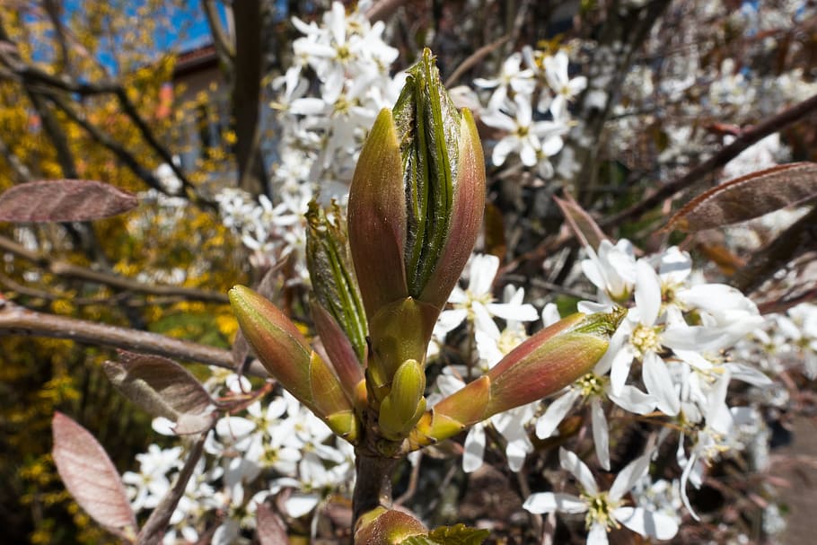 Amelanchier, leaf bud, kernobstgewaechs, large, the rose family HD wallpaper