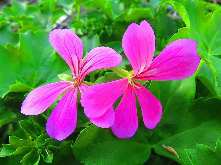 flower, geranium, pink, pelargonium, summer, plant, flowering plant HD wallpaper