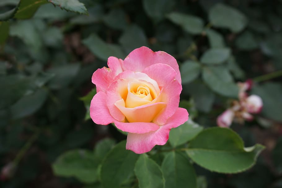 plant, flower, rose, flowering plant, pink color, beauty in nature HD wallpaper
