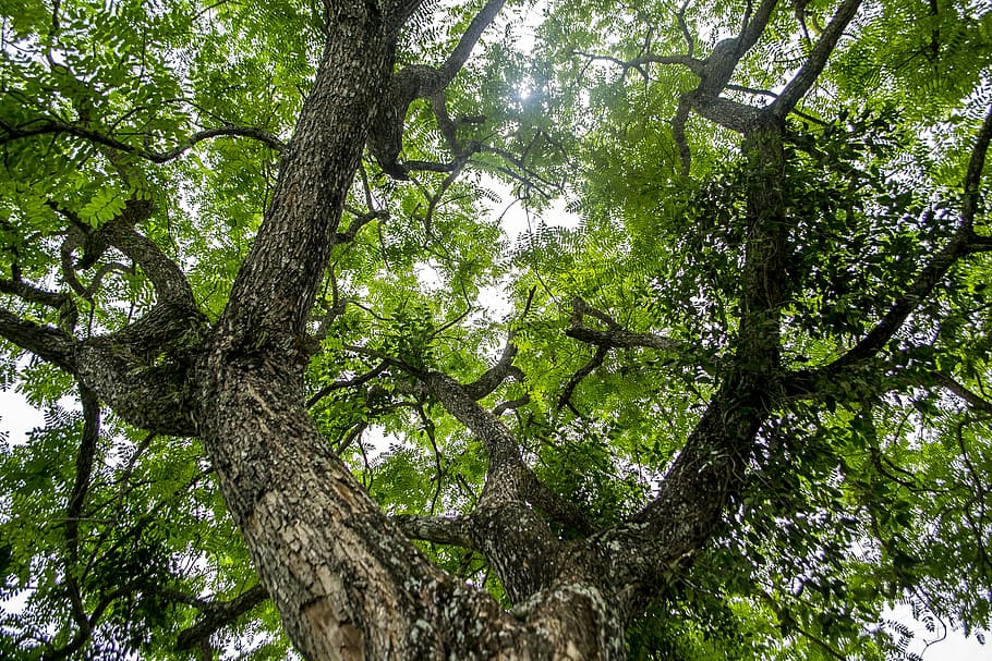 tree, mato, nature, trees, green, forest, leaves, landscape HD wallpaper