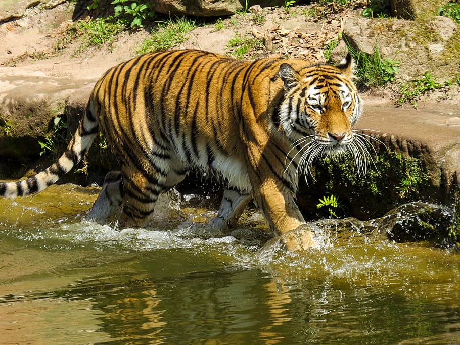 tiger beside plants, predator, cat, zoo, dangerous, water, lurking HD wallpaper