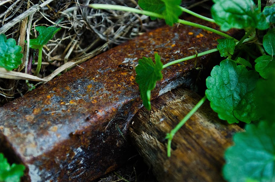 hammer, rust, old, tools, leaf, plant part, green color, nature HD wallpaper