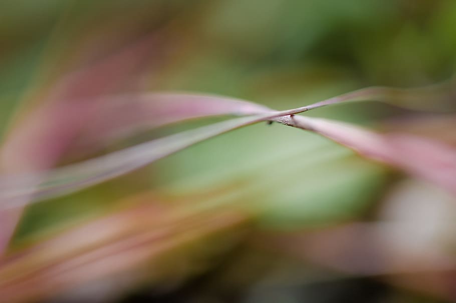 nature, grass, macro, plant, blade of grass, close, grasses HD wallpaper