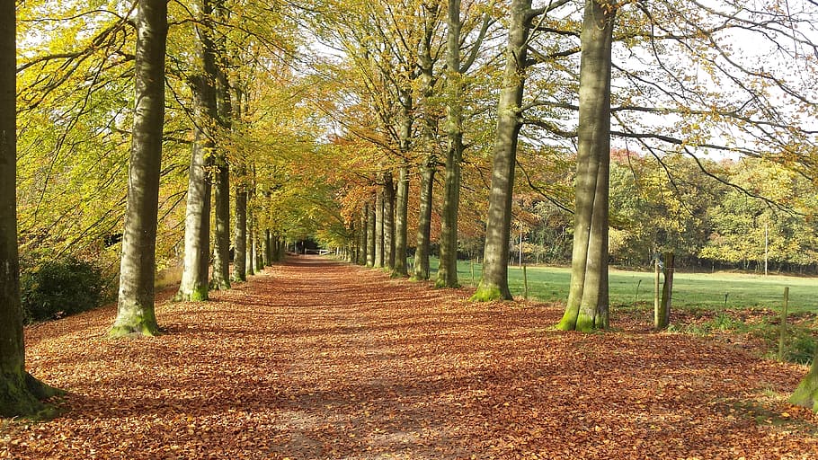 Trees, Leaves, Green, Landscape, autumn, mystical forest, nature HD wallpaper