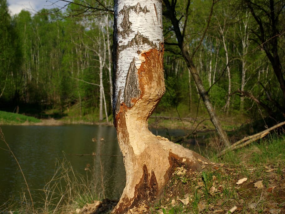 Birch, Beaver Or, Beach, Pond, lifework, tree, track, bober HD wallpaper
