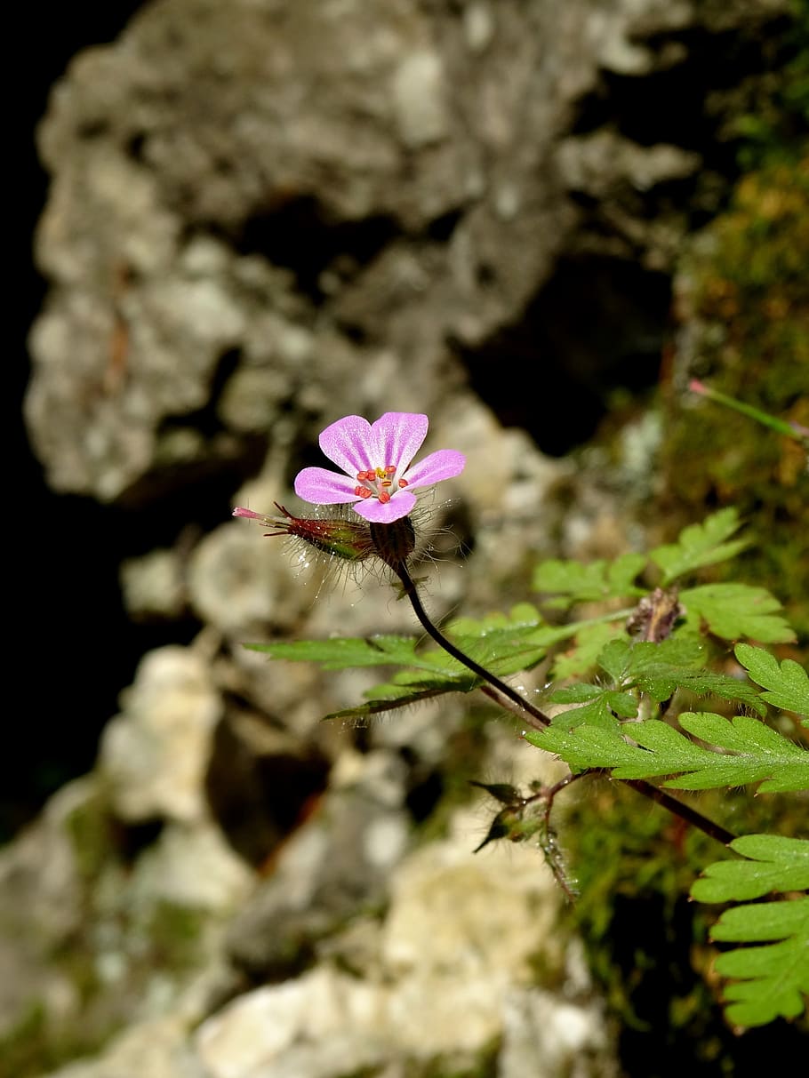 flower, spring, nature, pink, macro, blooms, flowering plant HD wallpaper