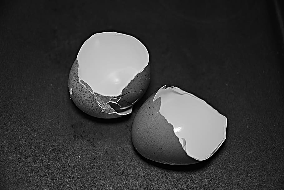 Eggs, Shells, Bird, Animals, chick, nature, no people, close-up HD wallpaper