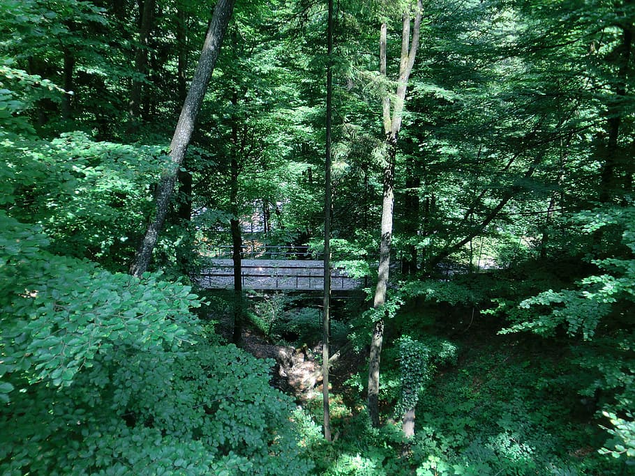 forest, bridge, nature, leaves, trees, plant, growth, beauty in nature HD wallpaper