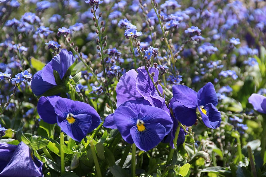 wishbone flower, violet, pansy, flowering plant, fragility HD wallpaper