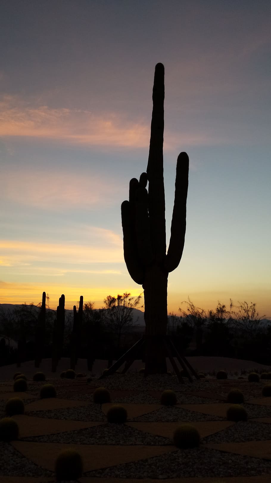 backlight, cactus, sunset, sky, silhouette, nature, succulent plant HD wallpaper