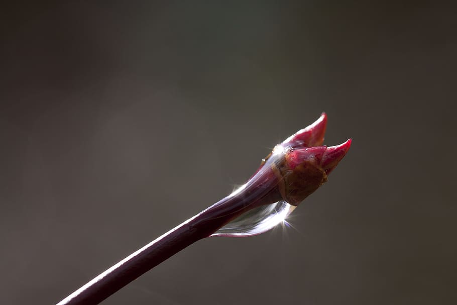 dew on flower bud, Spring, Branch, Raindrop, Tree, Flora, drip HD wallpaper