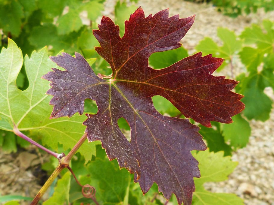 vine leaf, red, autumn, autumn leaves, plant part, close-up HD wallpaper
