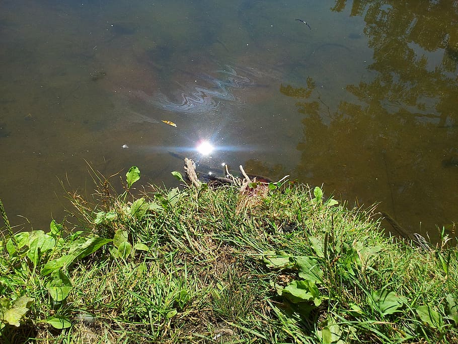 pond, lake, sun, reflection, nature, wet, water, plant, growth HD wallpaper