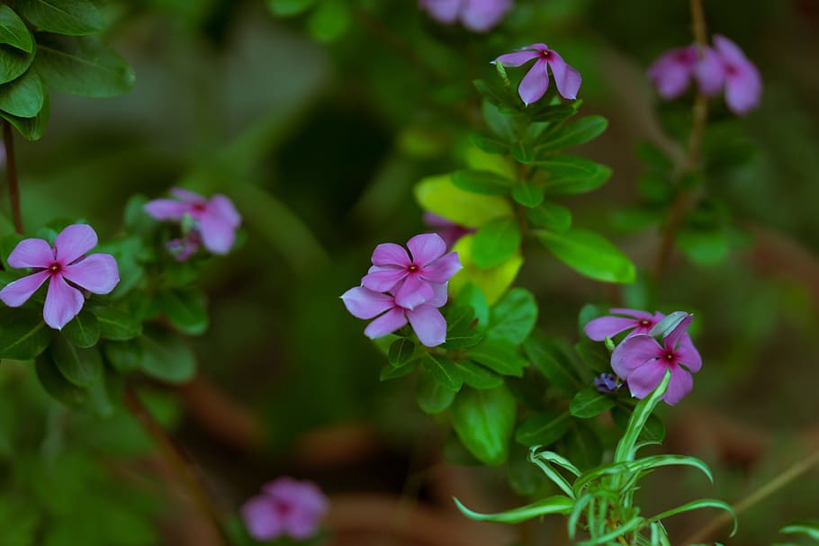 flower, de smell, there, flowering plant, freshness, beauty in nature HD wallpaper