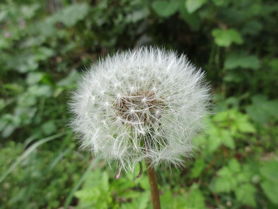 dandelion, close up, blossom, bloom, spring, plant, flower HD wallpaper