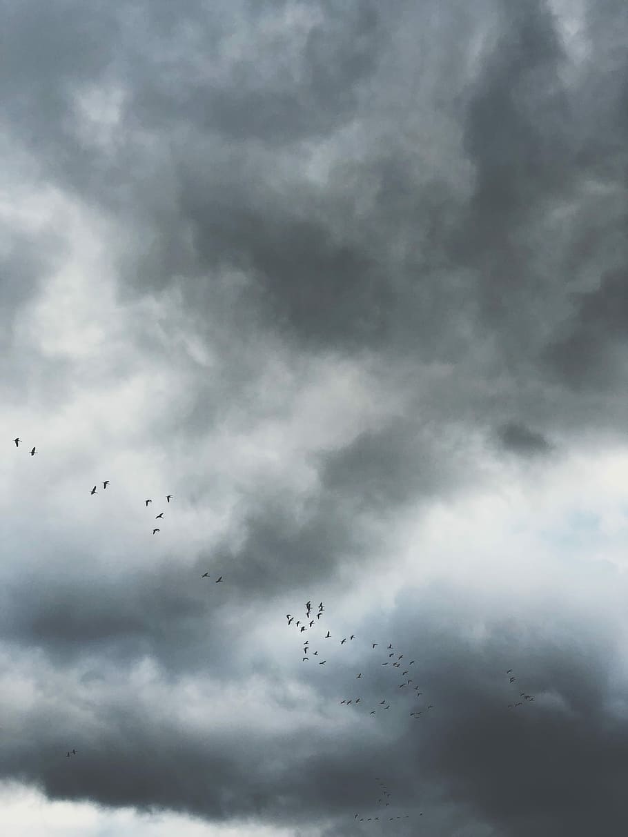 birds flying under gray clouds, birds flying under cloudy sky at daytime