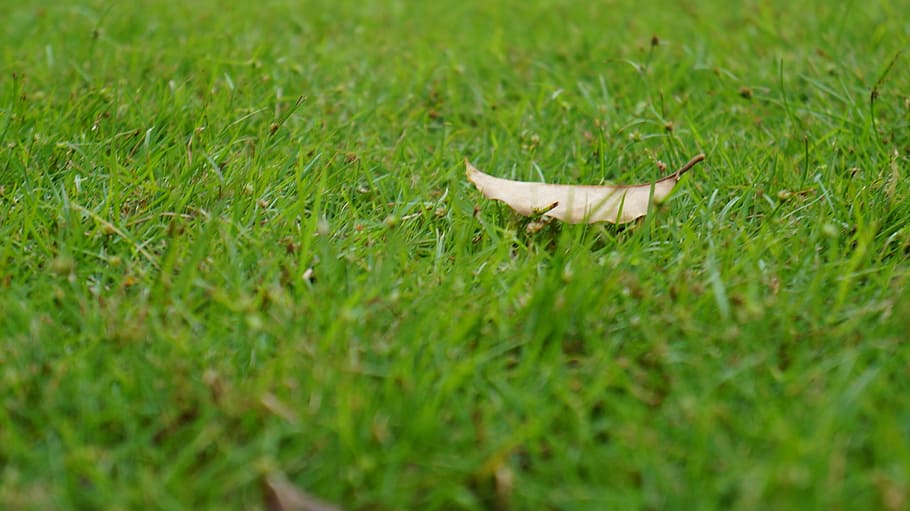 lawn, defoliation, autumn, grass, green color, plant, field HD wallpaper