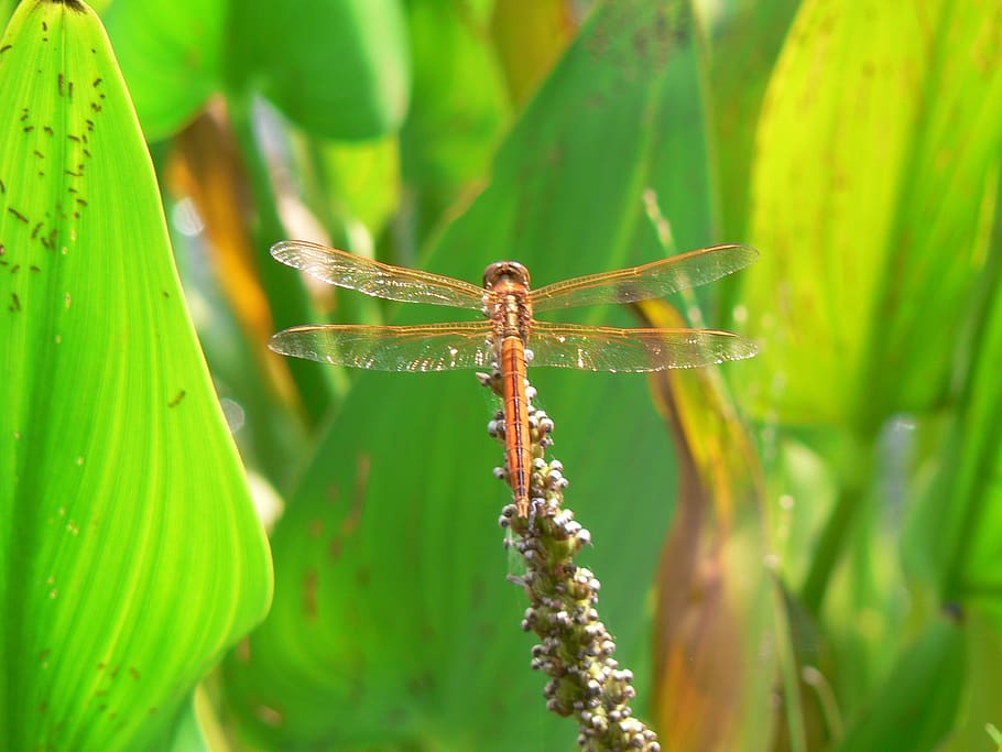 dragonfly, insect, nature, one animal, invertebrate, animal themes HD wallpaper