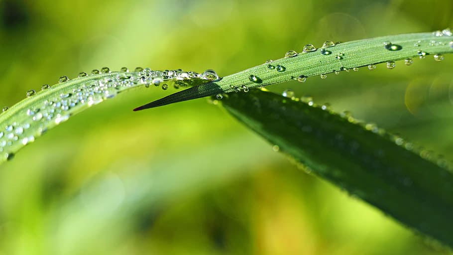 selective focus photography of dew drops on plant, nature, live HD wallpaper