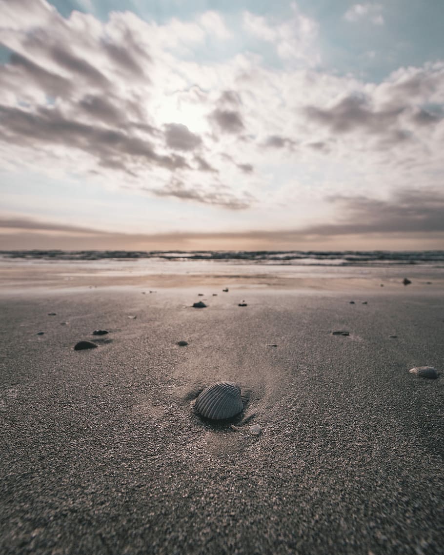 seashell on the sore, seashell on seashore under cloudy sky during daytime HD wallpaper