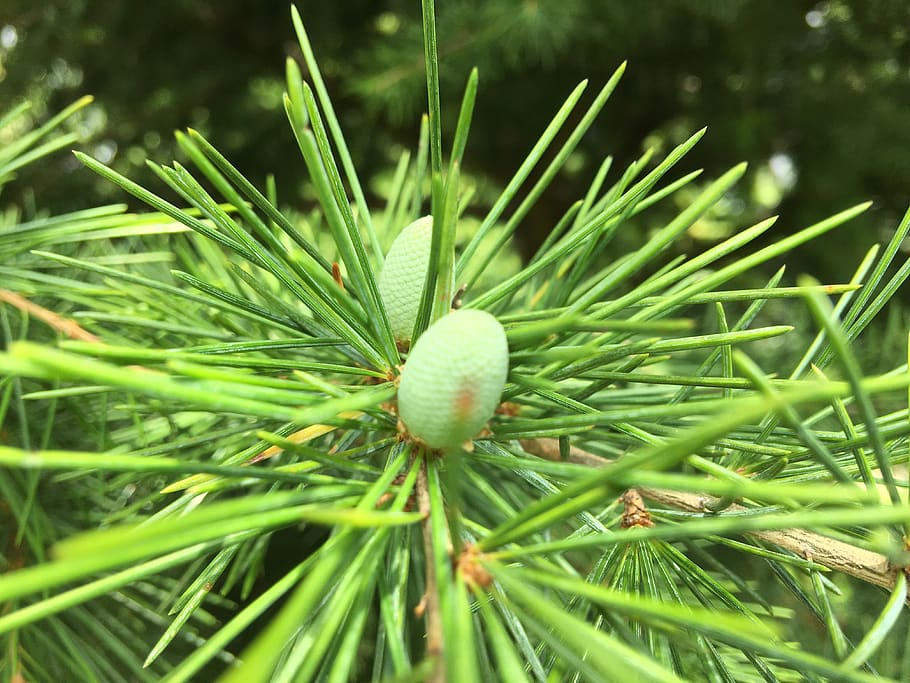 tree, needle, pine, branch, nature, evergreen, season, green color HD wallpaper