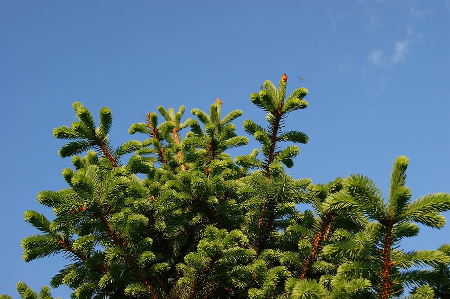 spring, sky, nature, green, blue sky, tree, the beauty of nature HD wallpaper
