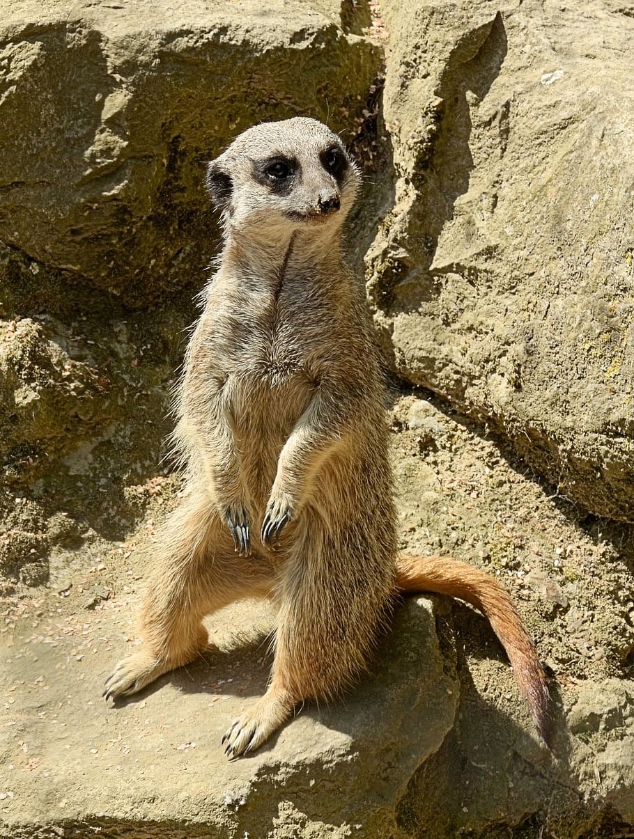 Animal, Watch, mirekat, one animal, animal wildlife, meerkat HD wallpaper