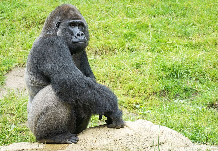 Gorilla, Monkey, Zoo, Ape, black, thinking, dominant, mammal HD wallpaper