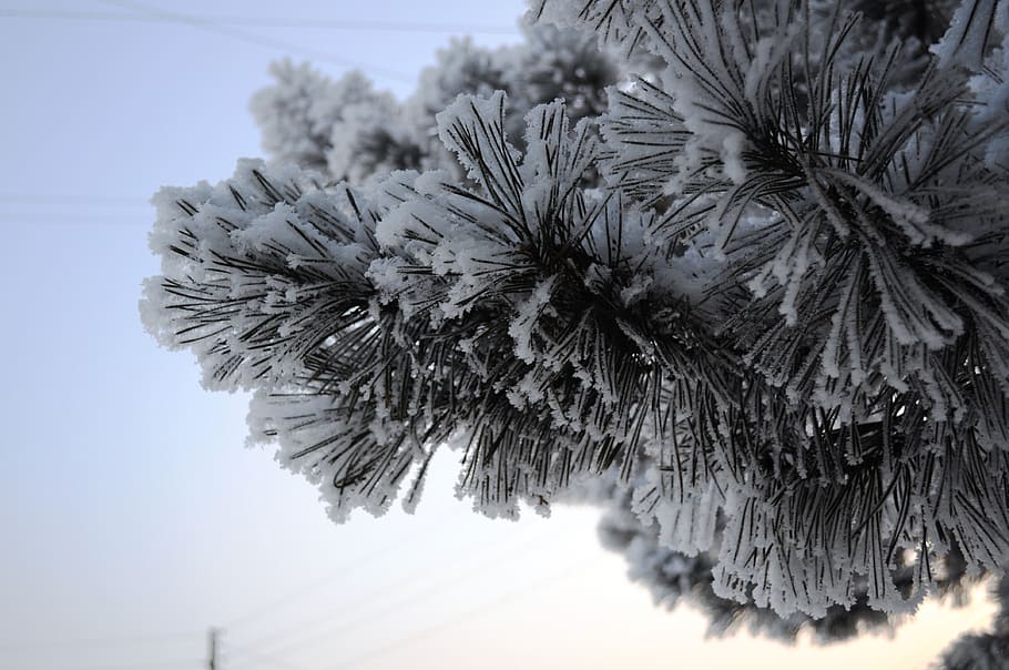 winter, new, year, snow, needles, tree, frost, plant, nature HD wallpaper