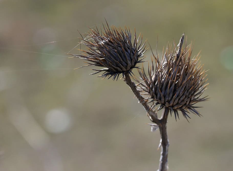 thistle, spin, plant, bristly, flower, focus on foreground HD wallpaper