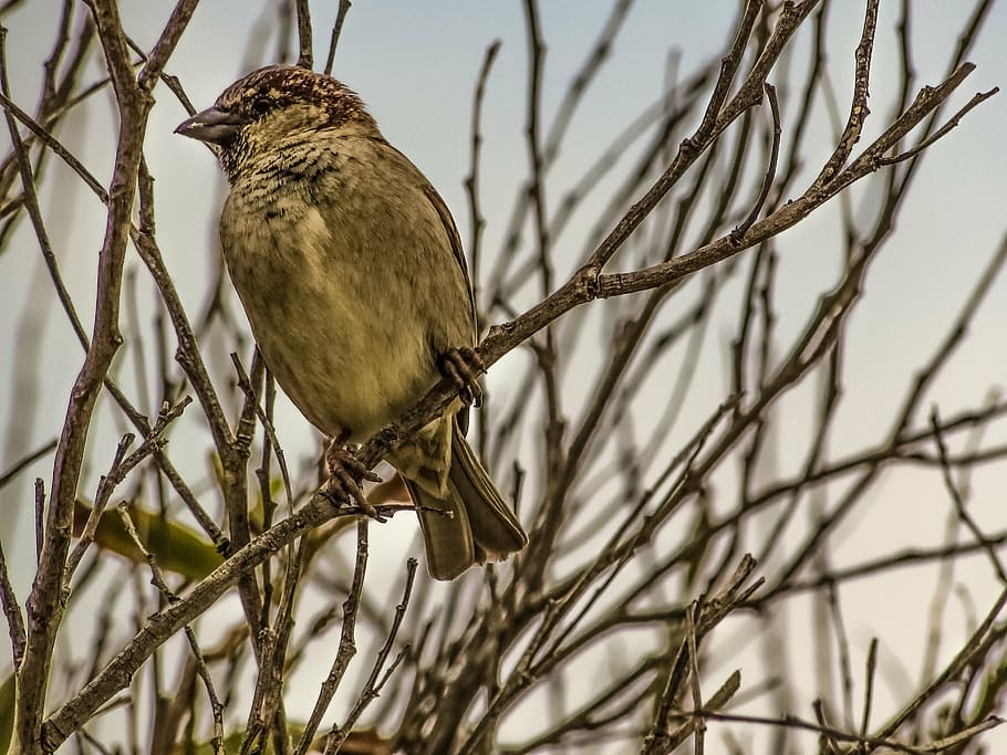 selective focus photography of brown bird perch on twig, sparrow HD wallpaper