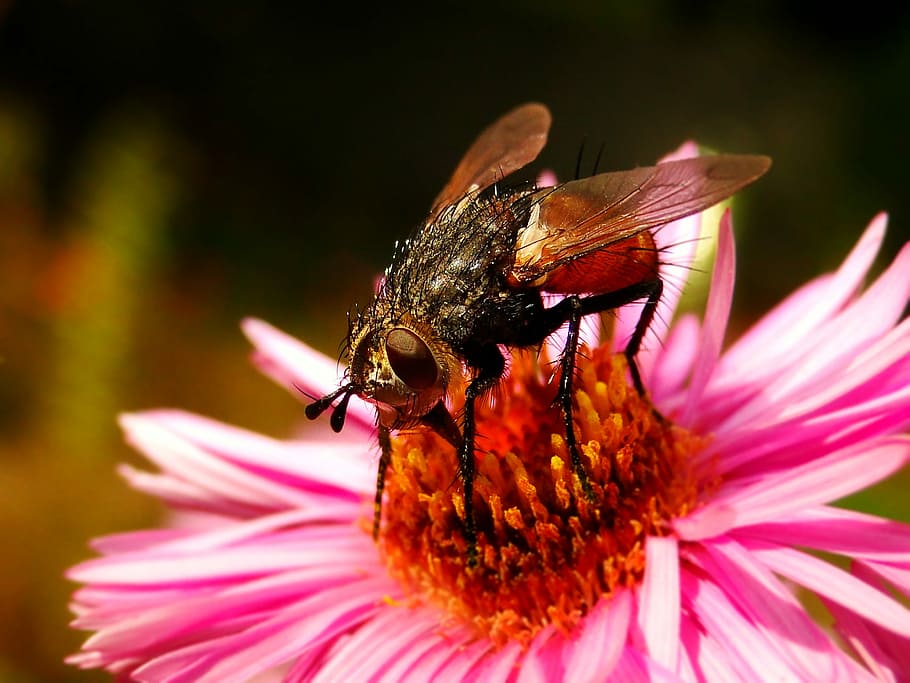 insect, nature, apiformes, flower, closeup, animals, muchówki HD wallpaper