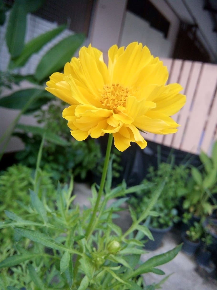 flower, the star, fluorescent, flowering plant, freshness, fragility HD wallpaper