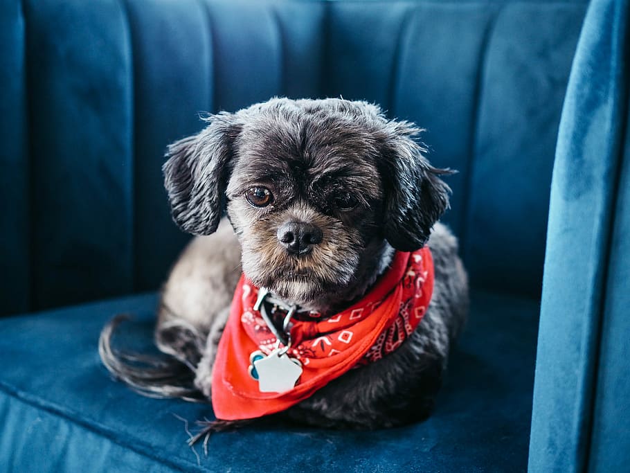 brown shih tzu on blue chair, photo of black shih tzu wearing red handkerchief lying on sofa HD wallpaper