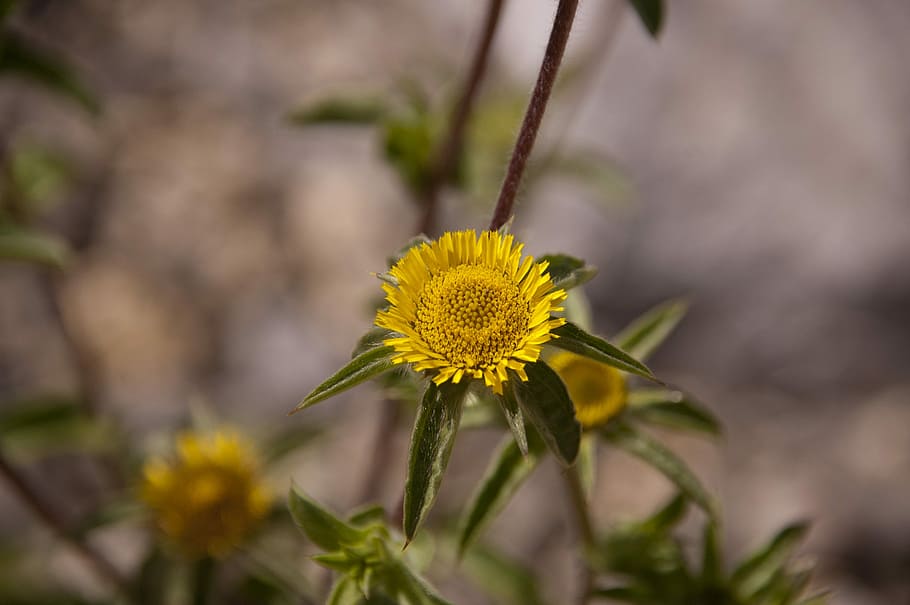 Flower, Blossom, Nature, Spring, Flora, blooming, plant, fragility HD wallpaper