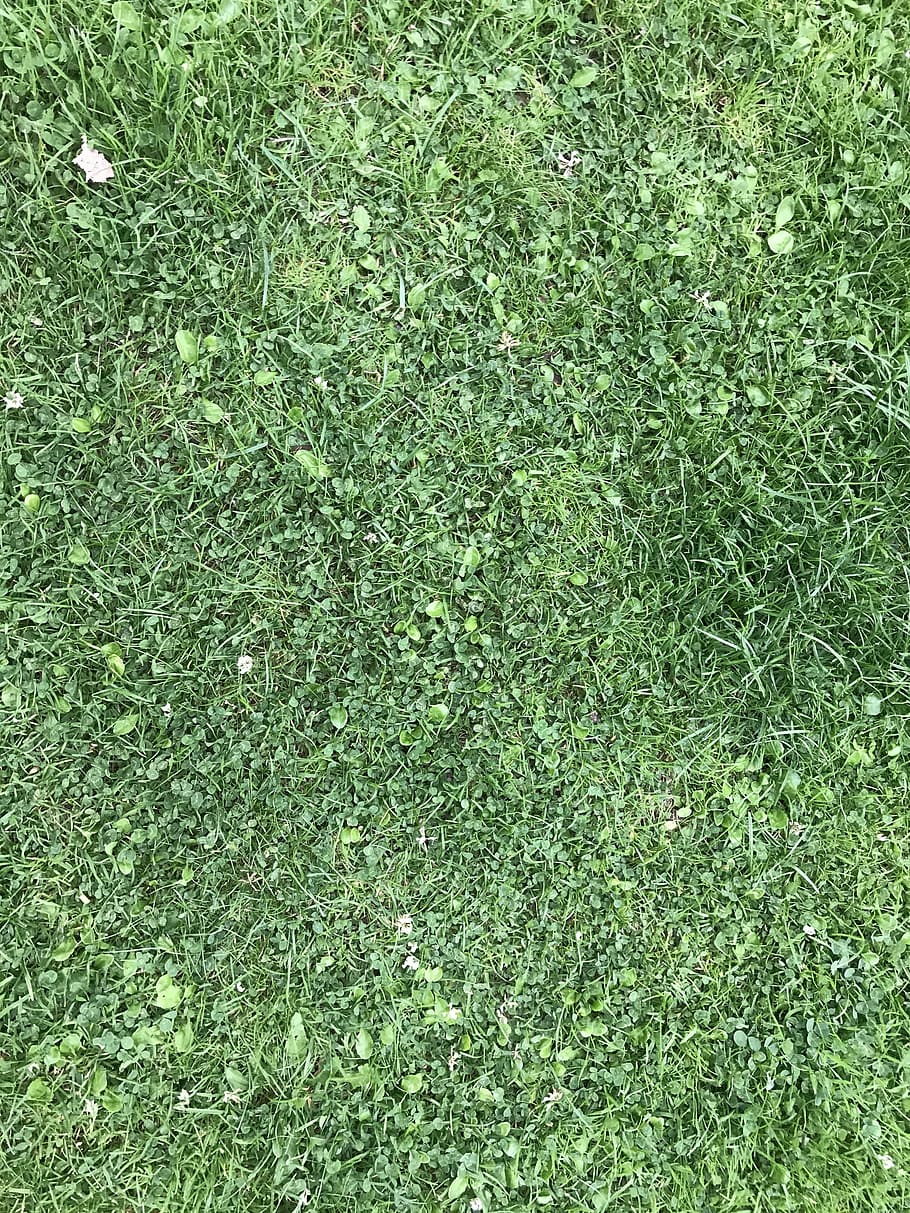 grass, texture, green, surface, nature, field, environment HD wallpaper