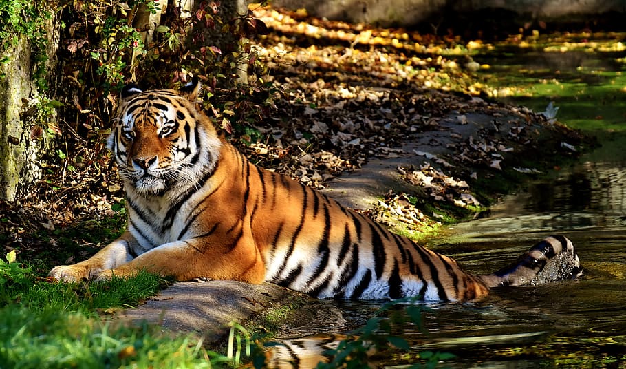 tiger sitting under tree, predator, fur, beautiful, dangerous HD wallpaper