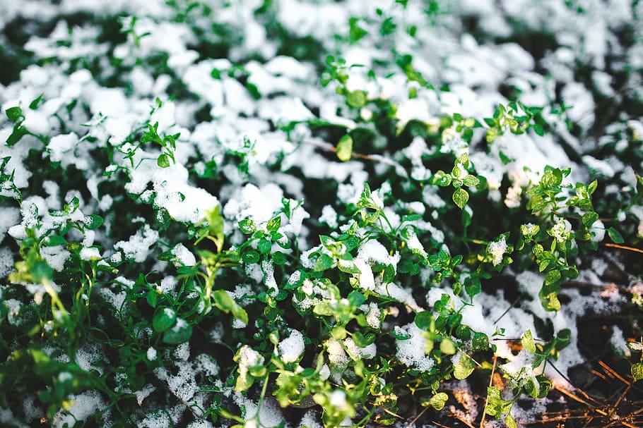 Close-ups of snowy trees, closeup, leaves, pine, twig, branch HD wallpaper