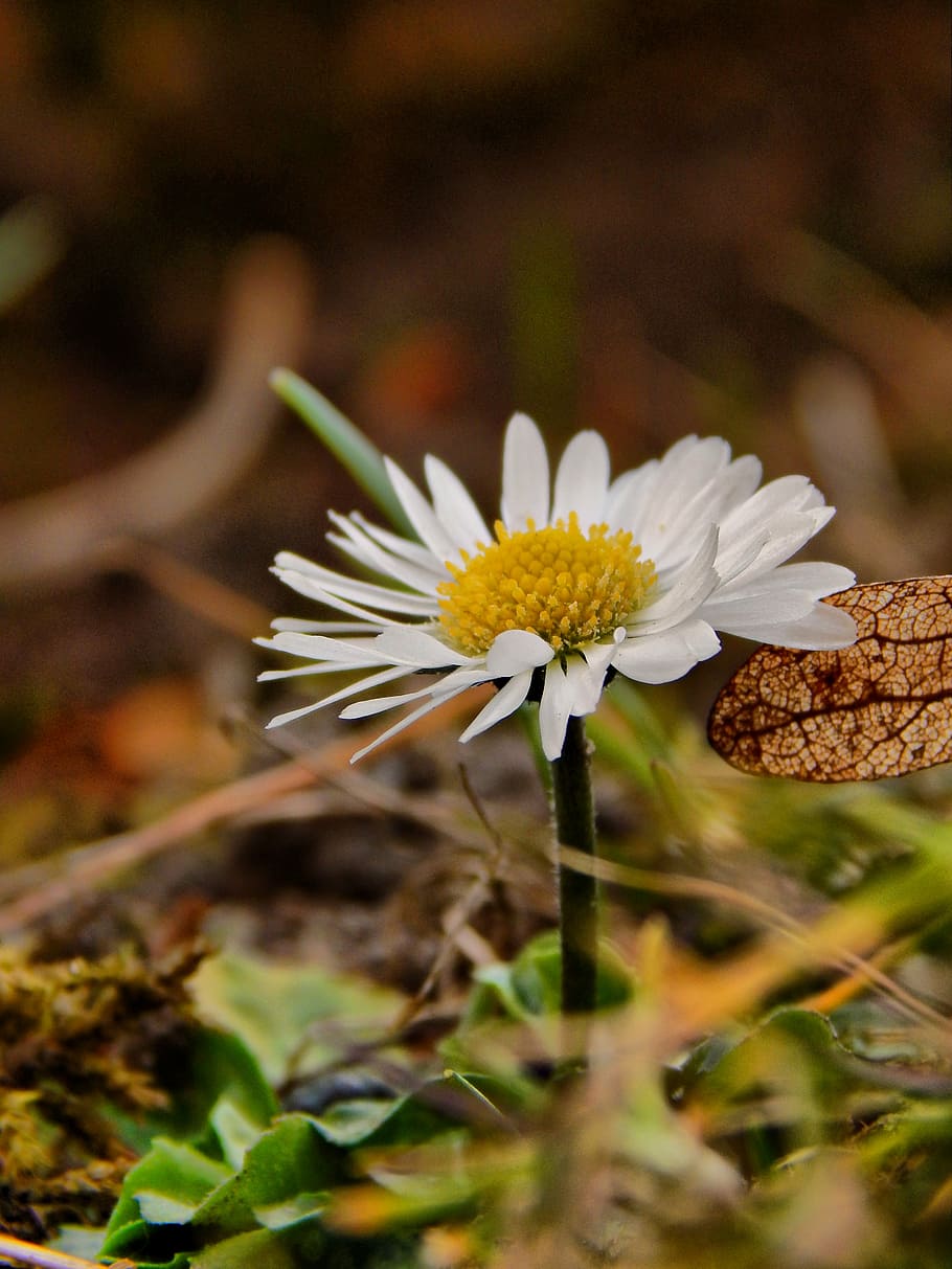 daisy, spring, white, flower, plants, natural, nature, close-up HD wallpaper