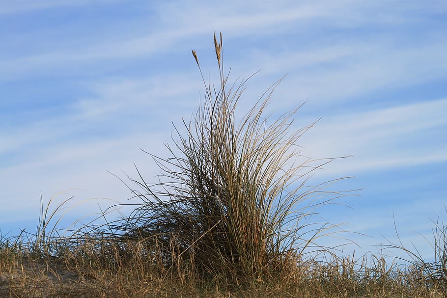 grass, sky, nature, plant, growth, day, no people, tranquility HD wallpaper