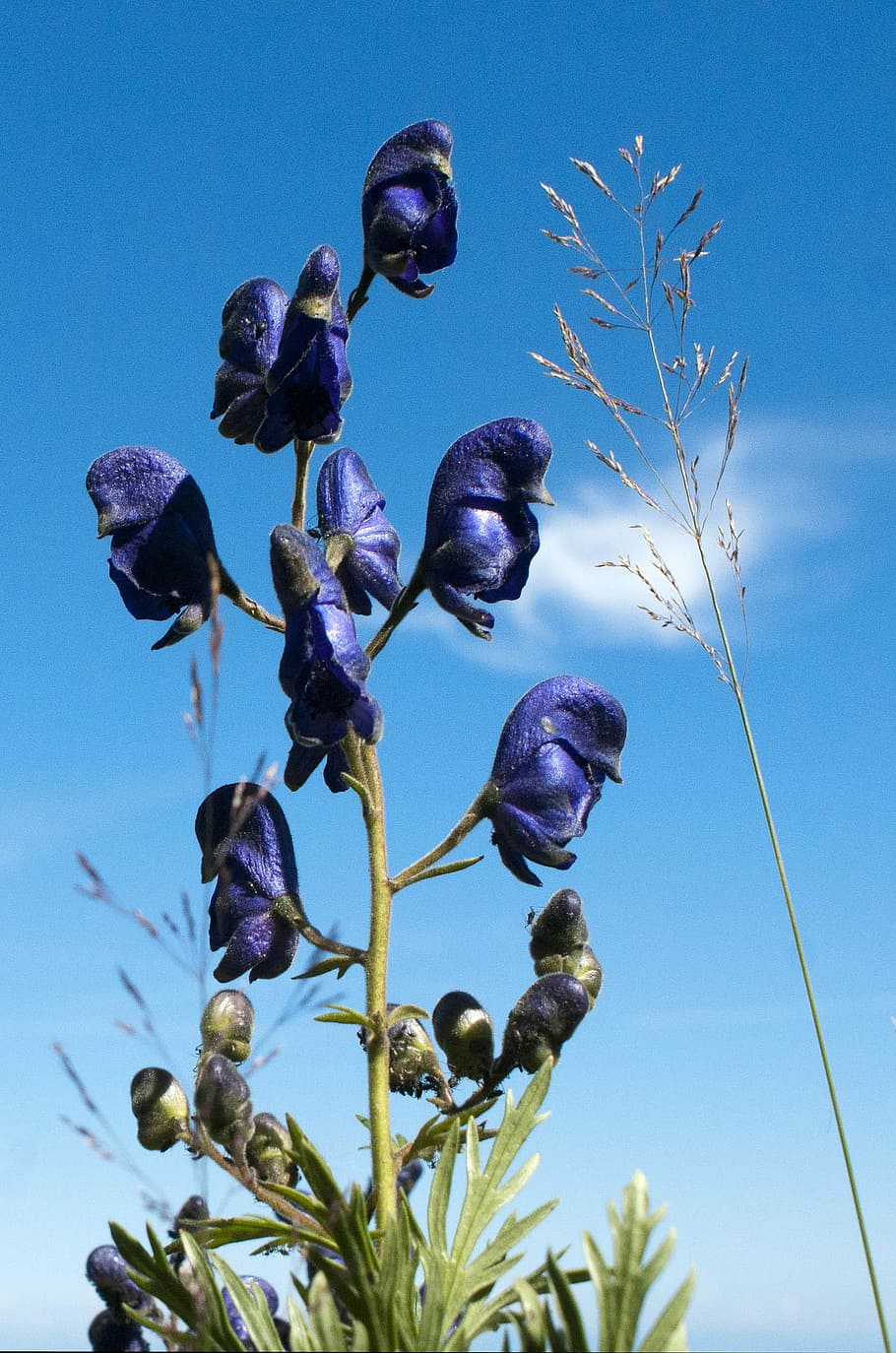 Flower, Nature, Macro, sky, blue, plant, day, low angle view HD wallpaper