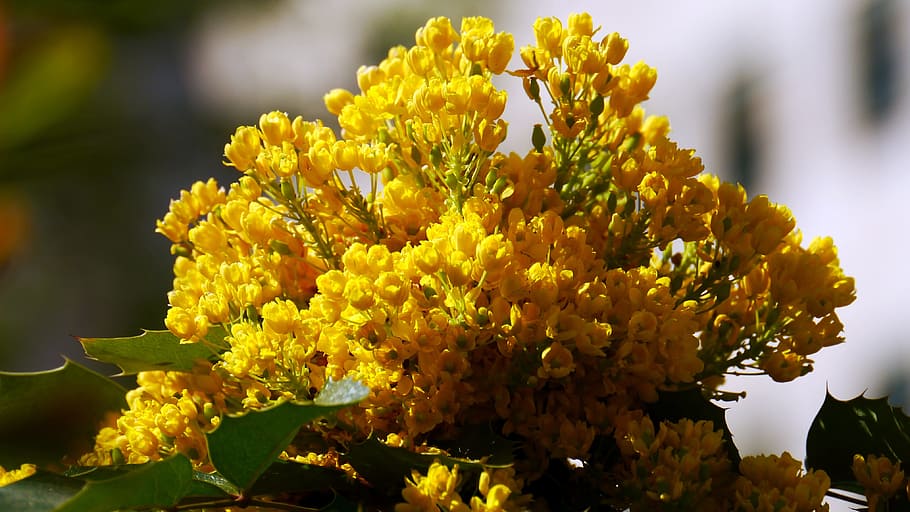 sunshine, spring, flower, flowering plant, freshness, yellow HD wallpaper