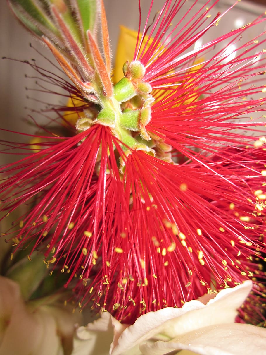 flower, red, decoration, close-up, flowering plant, beauty in nature HD wallpaper