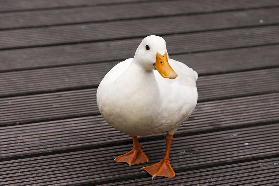 white duck on floor, Bird, White, Bridge, Feet, duck feet, bill HD wallpaper