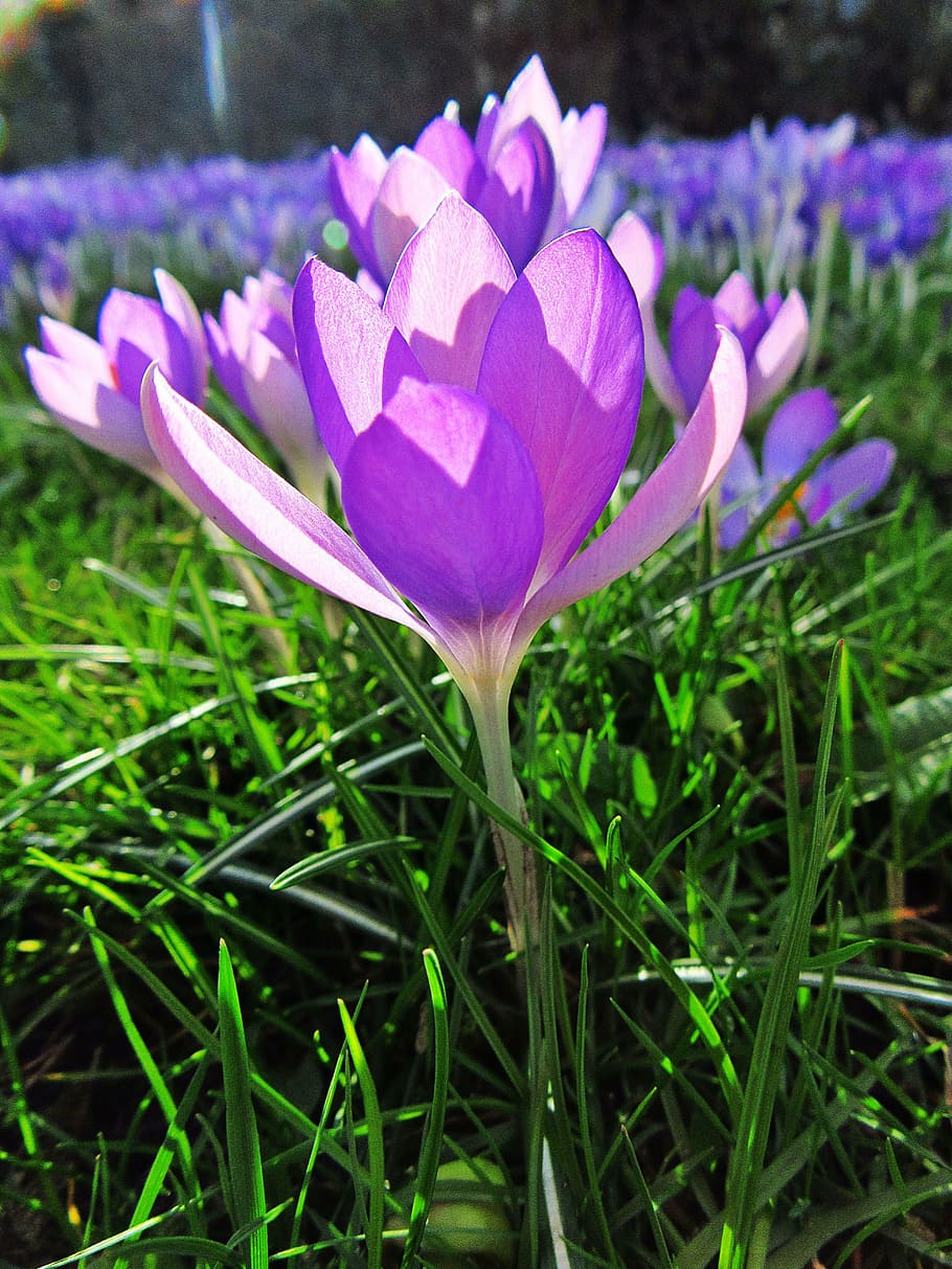 crocus, lilac, petals, sunlight, spring, bloom, bolplant, garden HD wallpaper