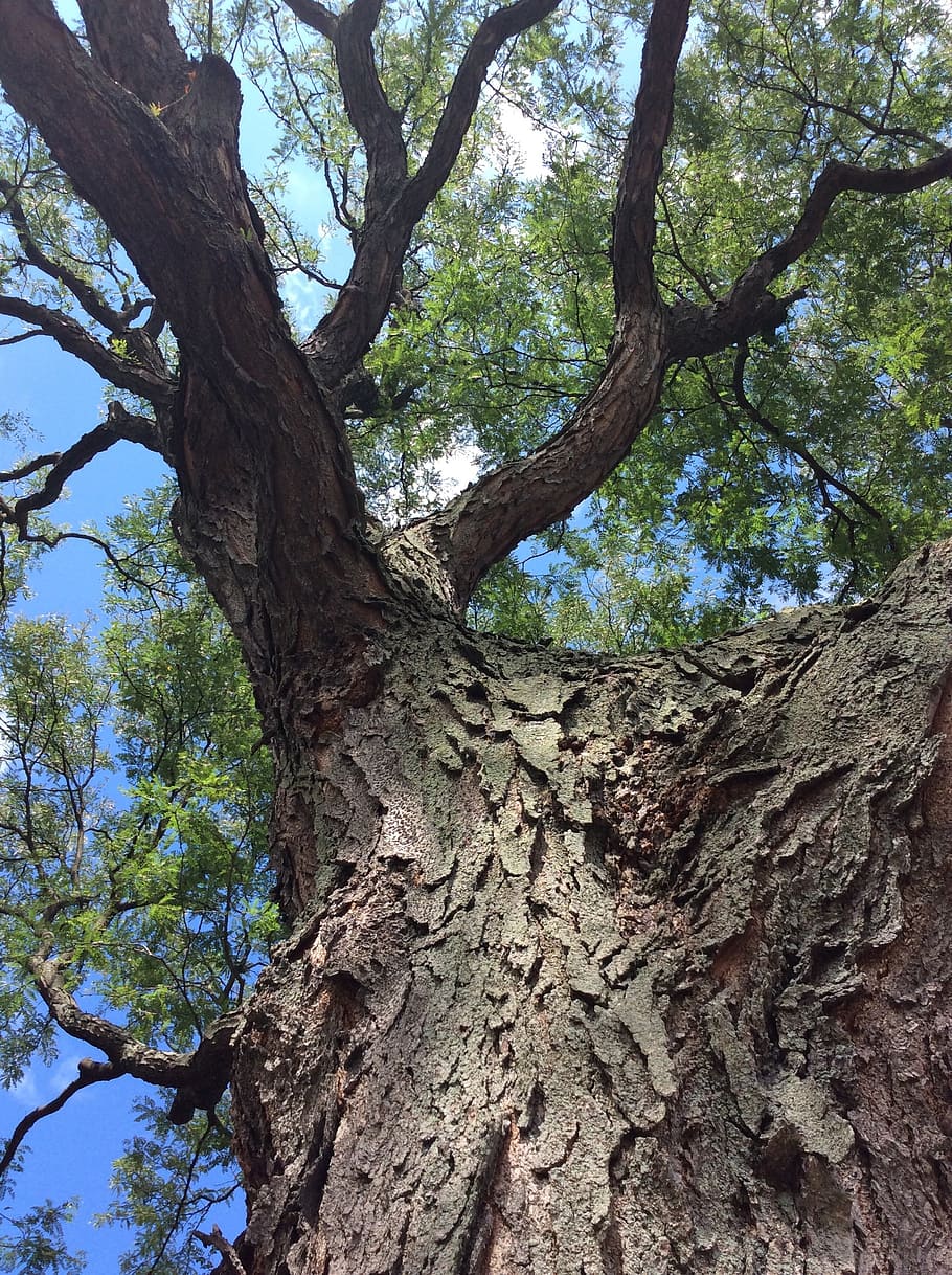 tree, bark, leaves, summer, environment, trunk, sky, plant HD wallpaper
